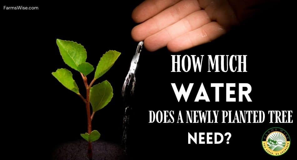 How Much Water Does A Newly Planted Tree Need?