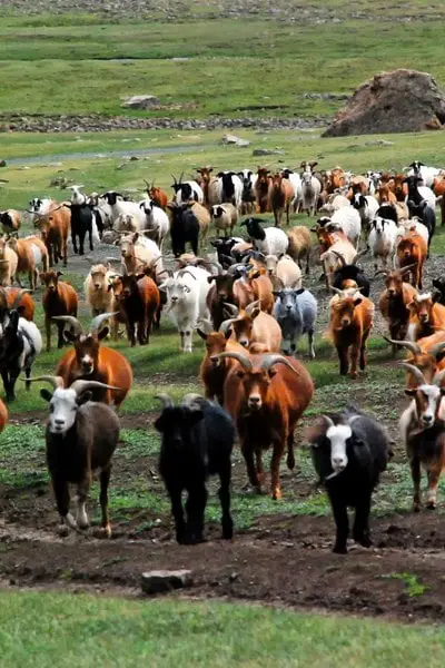 Mongolia Cashmere Goats