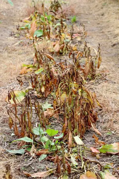 Plant leaves damaged by herbicide