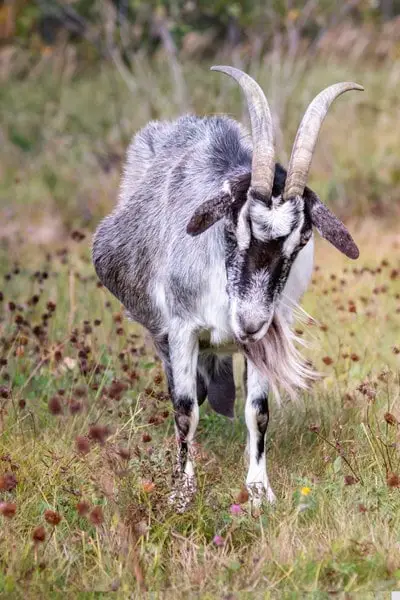 Pregnant goat on grass