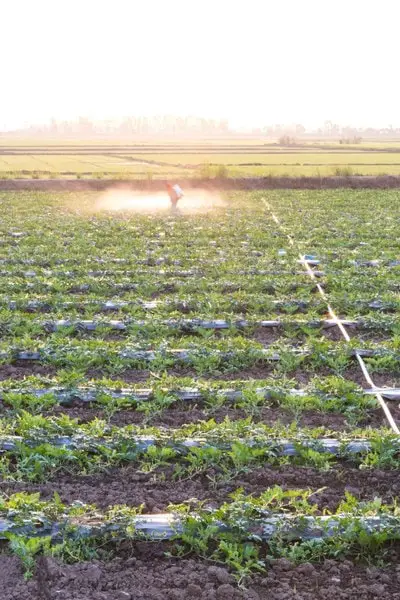 Spraying herbicides to grow watermelons