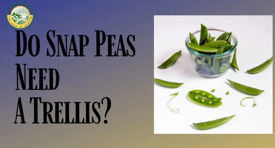 Do Snap Peas Need A Trellis