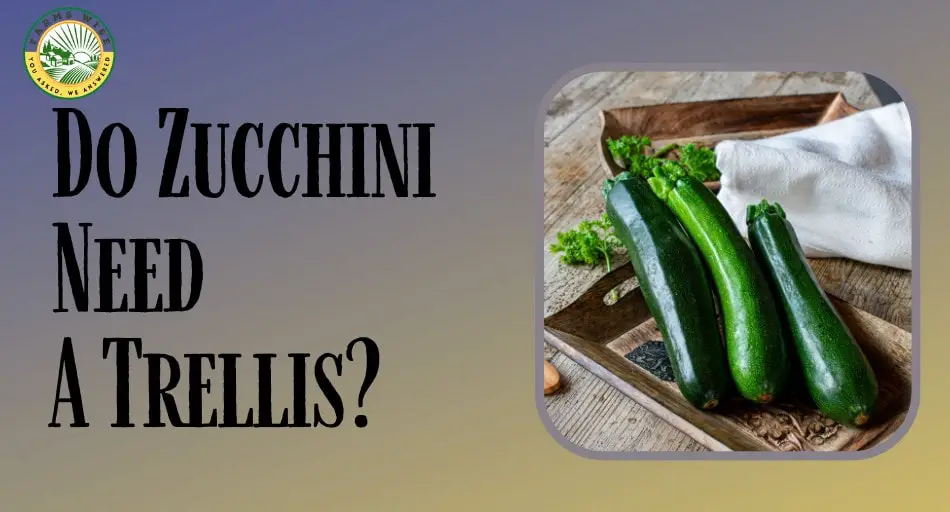 Do Zucchini Need A Trellis