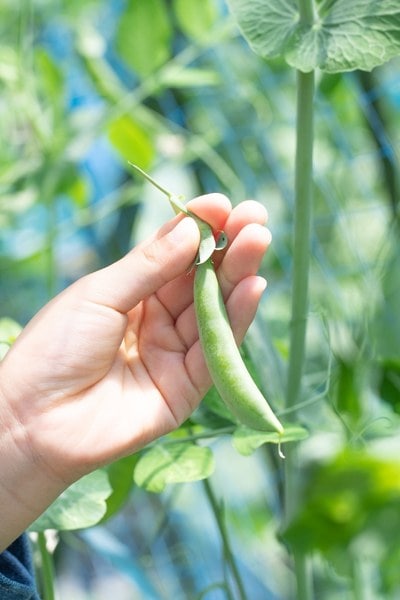 Hand Harvesting Sugar Snap Peas