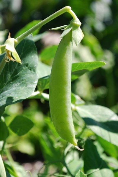 Sugar snap peas growing