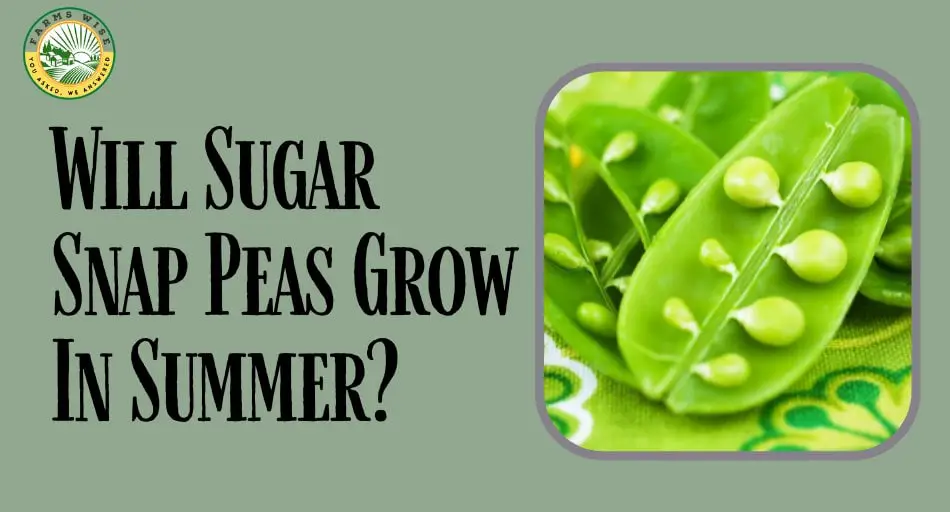 Will Sugar Snap Peas Grow In Summer