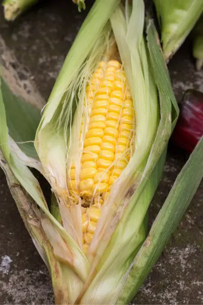 Corn damaged by insects