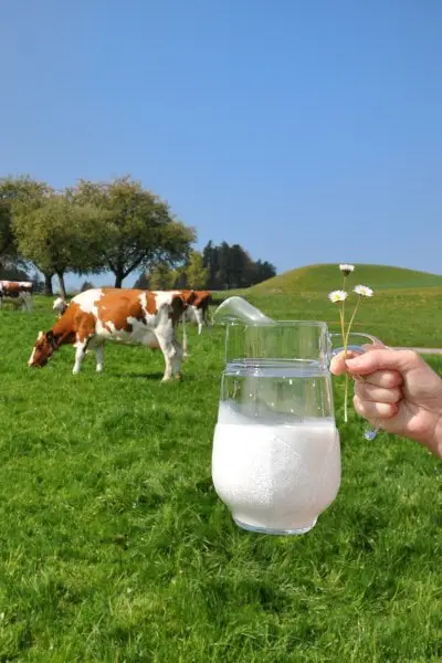 Milk and cows