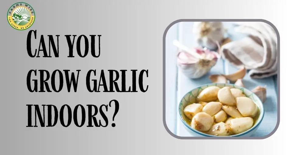 Can you grow garlic indoors?