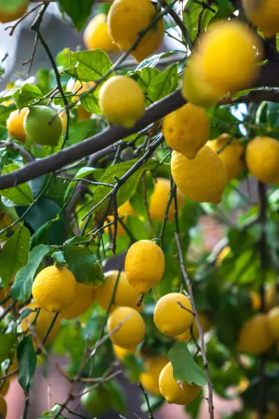 Lemon tree full of life